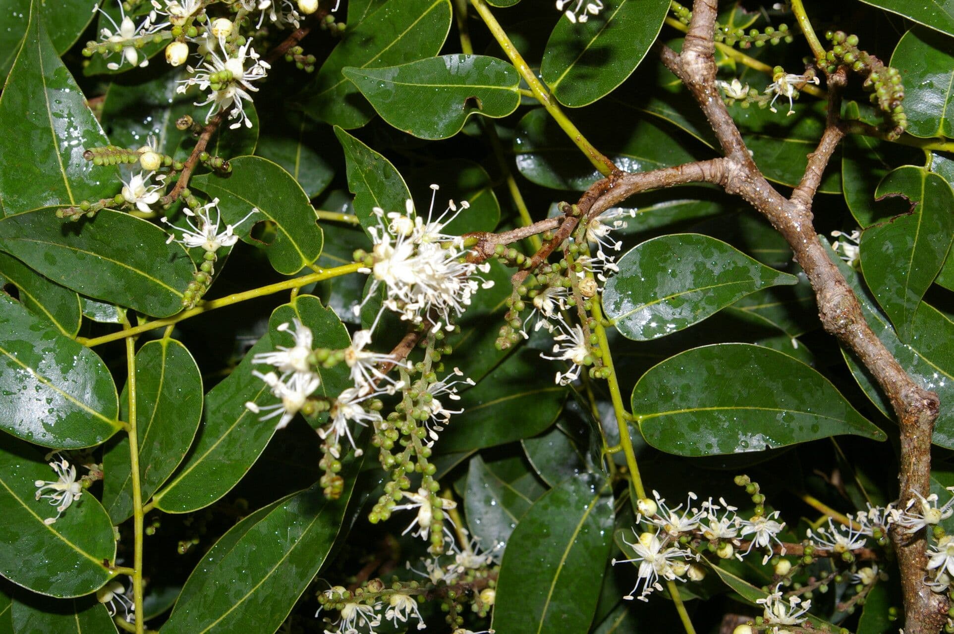 Copaiba 7