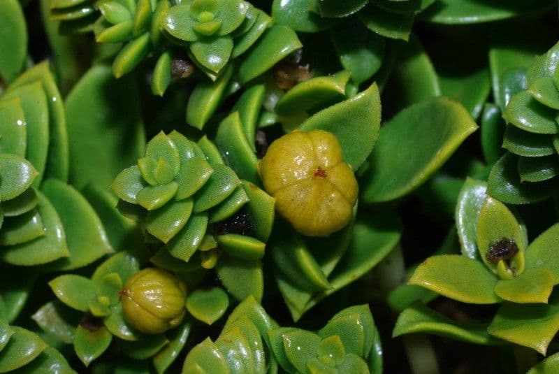 Onchenia 4