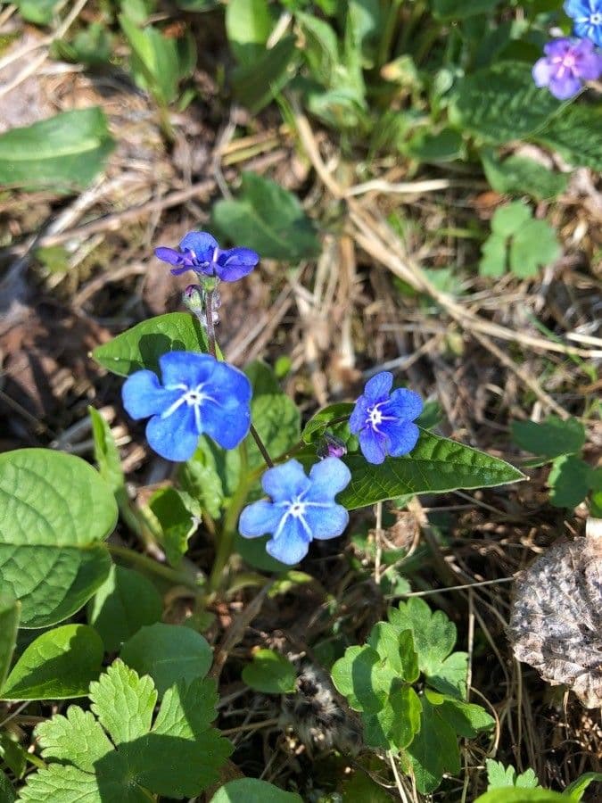 Omphalodes verna 6
