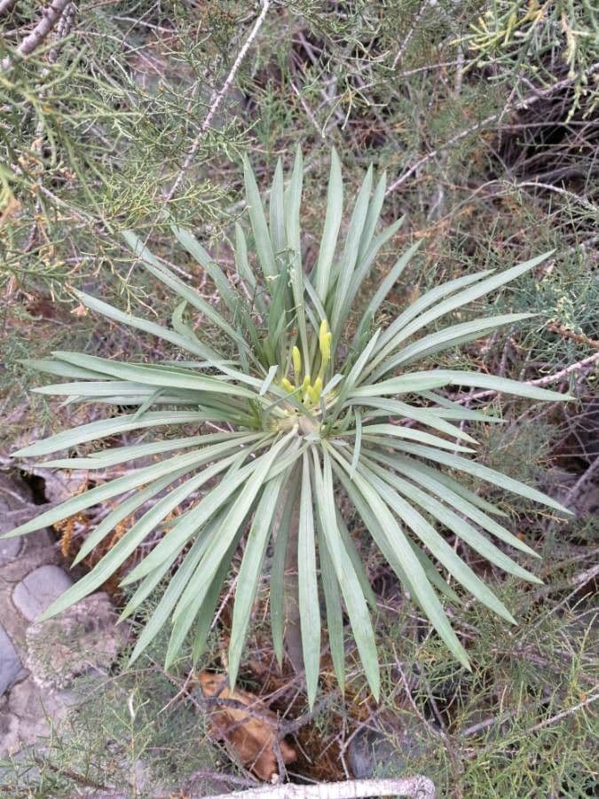 Kleinia 19