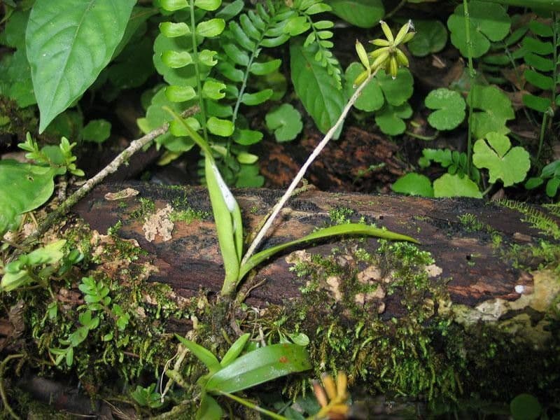 Polystachya 3