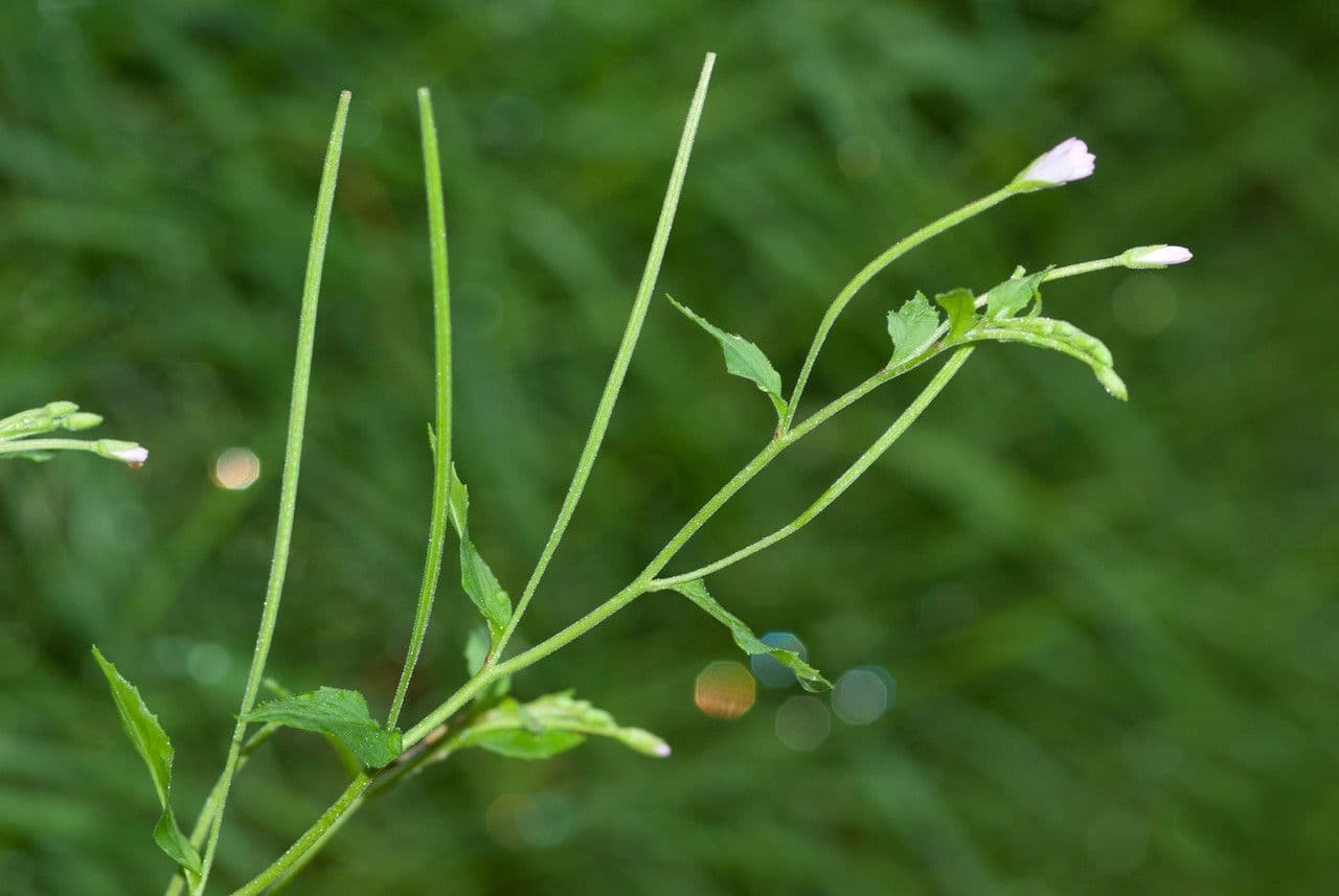 Hügel-Weiderich 25