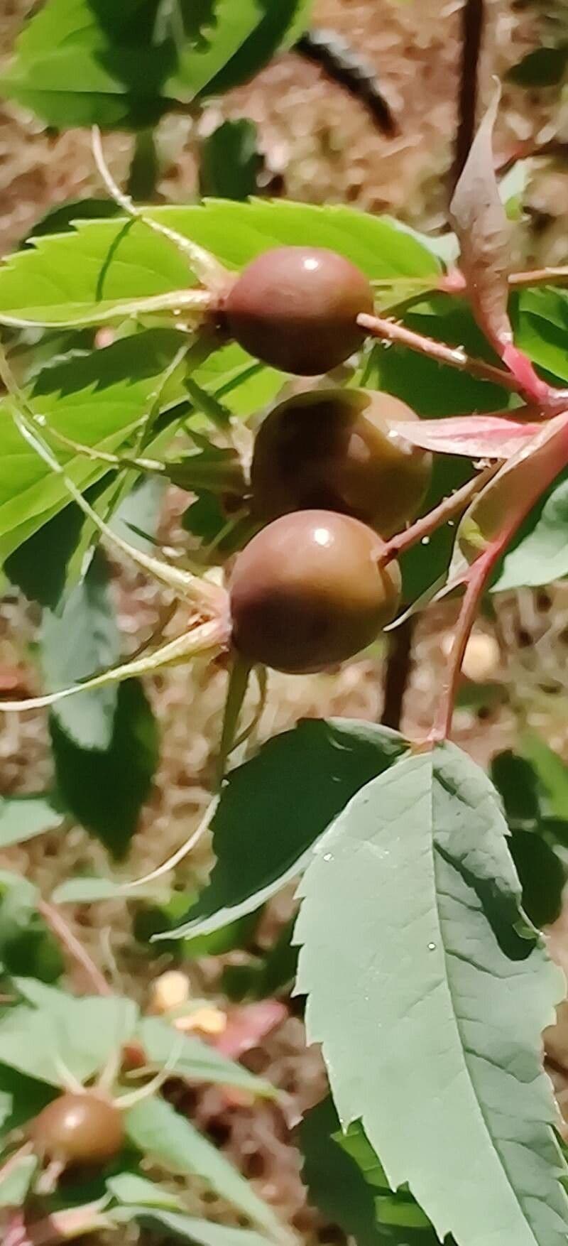 Redleaf rose 4