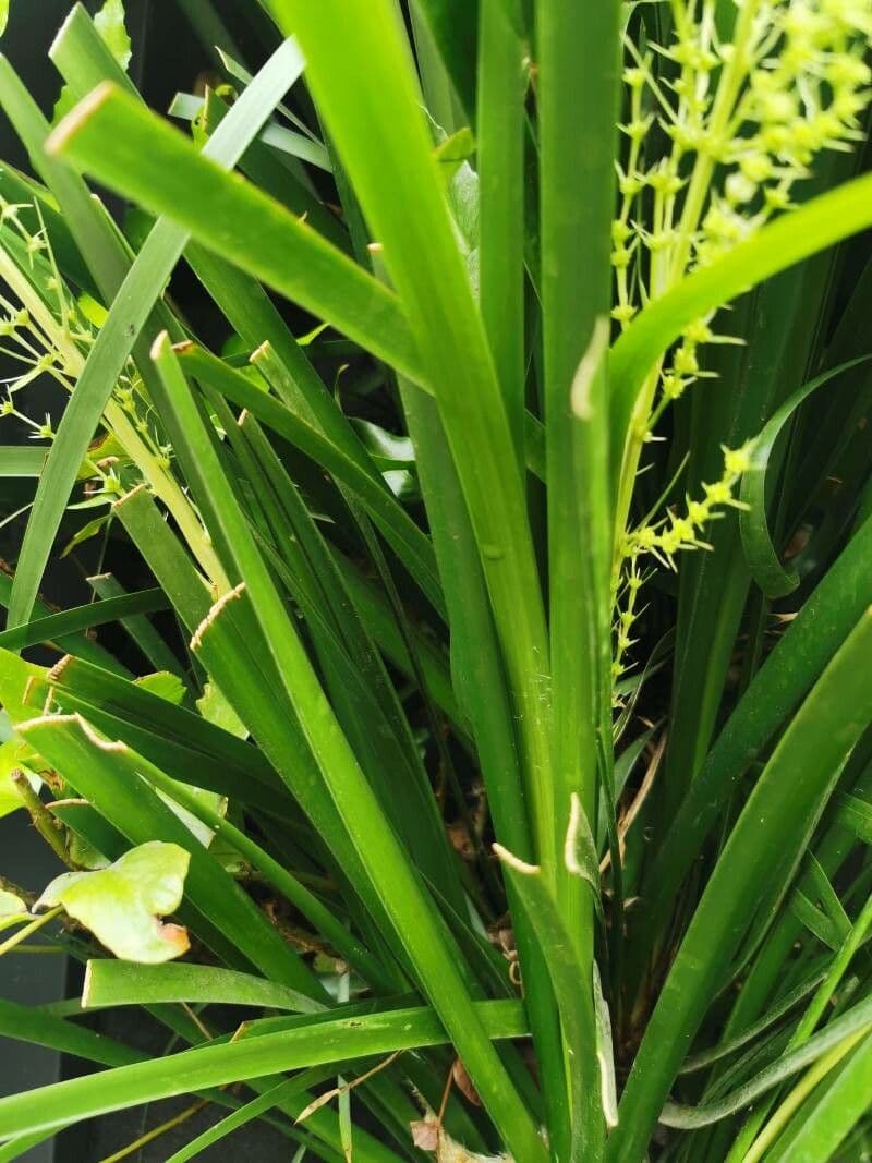 Lomandra spinosa 7