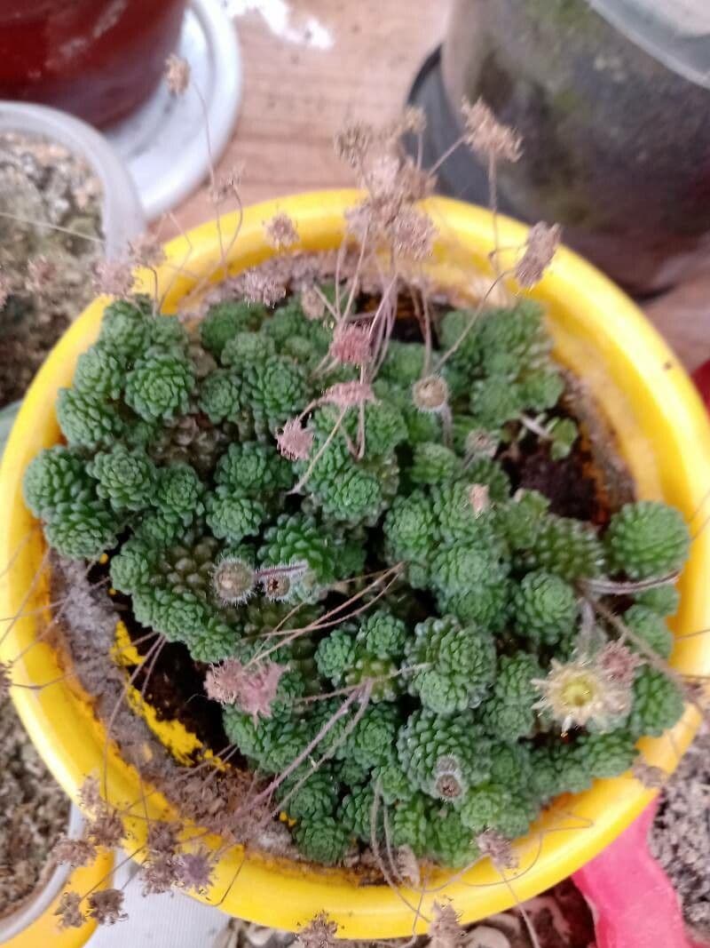 Vielblättrige Monanthes 7