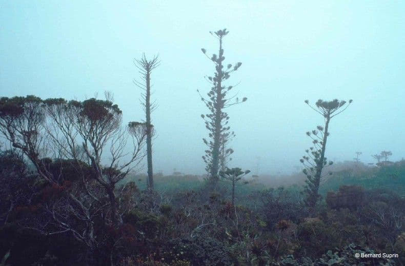 Blokovec 3