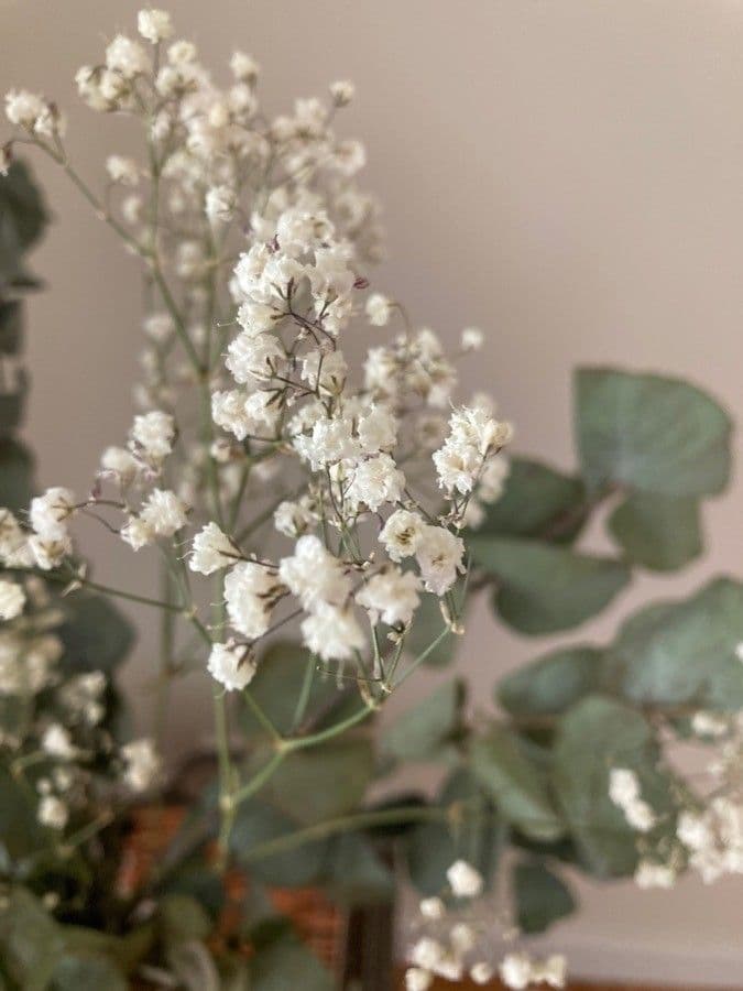 Gipsofila paniculada 24