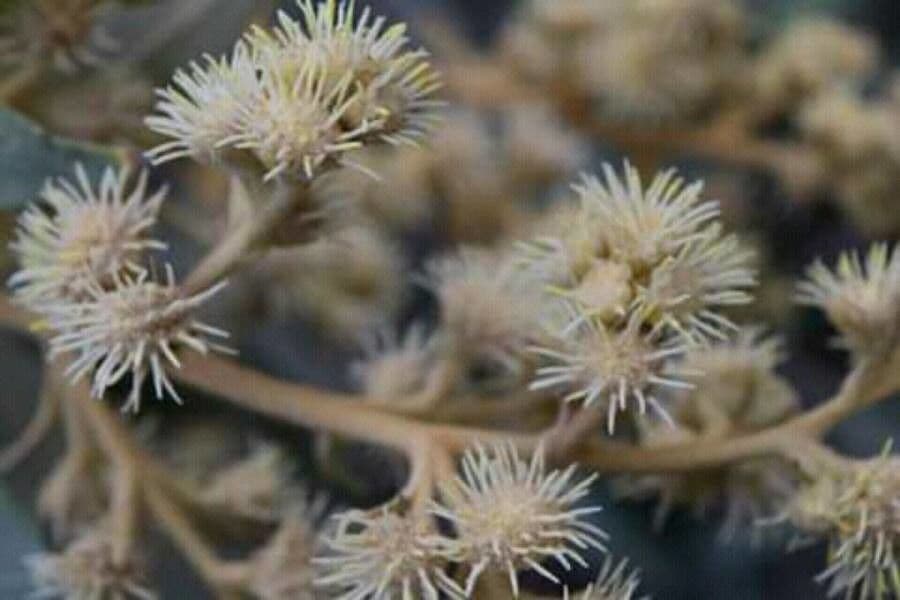 Kampherbaum 6