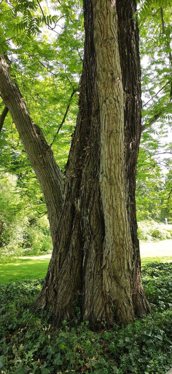Pterocarya rhoifolia 22