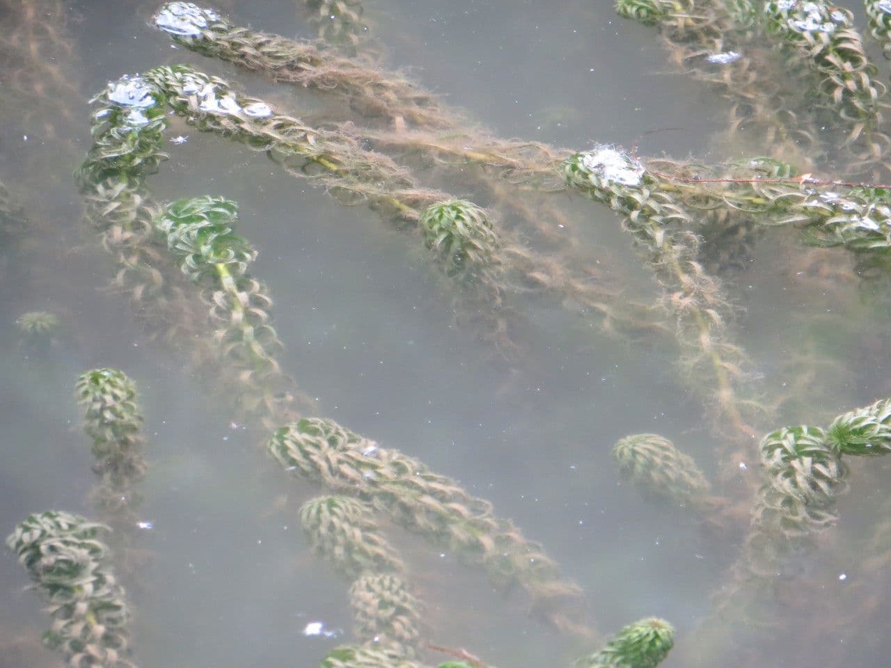 Elodea del Capo 9