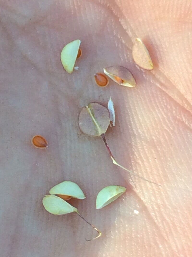 Lepidium perfoliatum 2