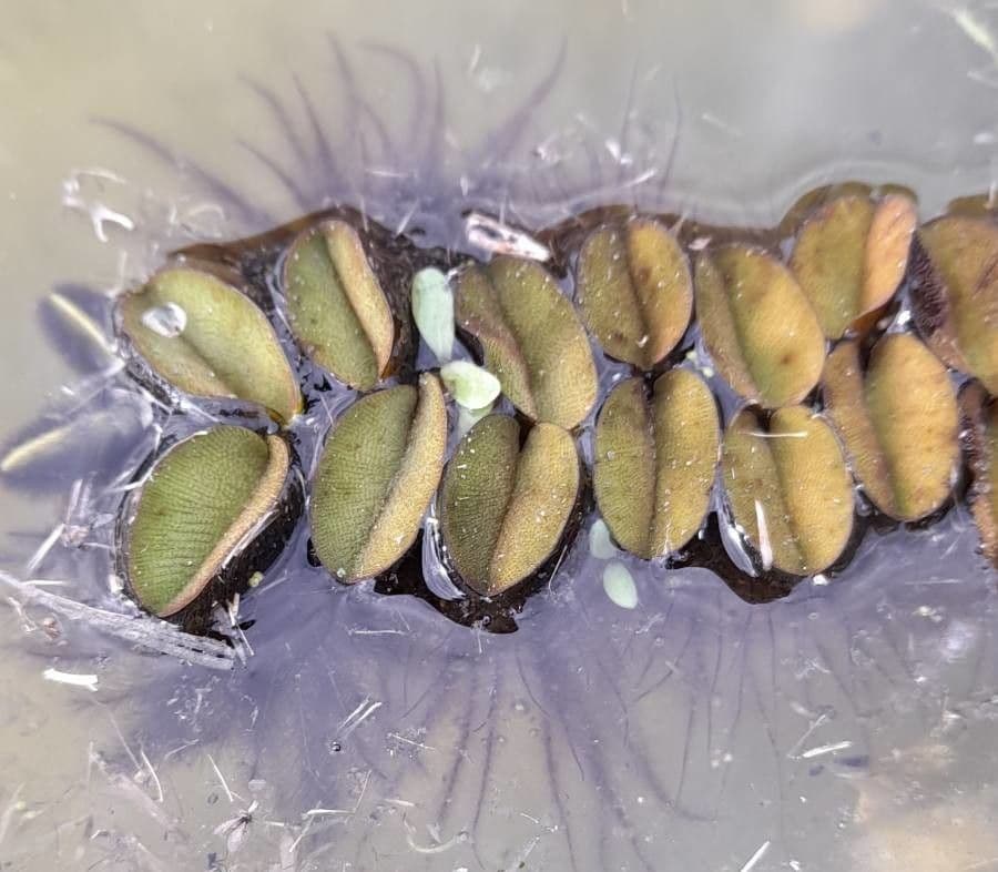 Salvinia 3