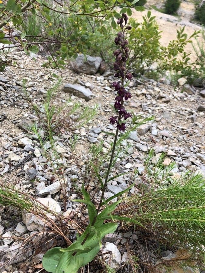Elleborine violacea 11