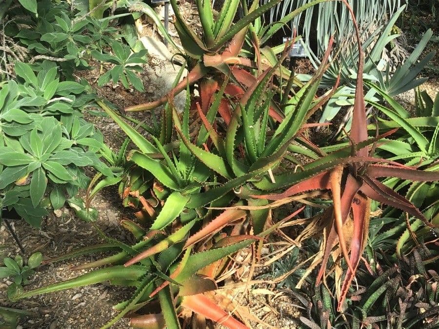 Aloe di Cameron 3