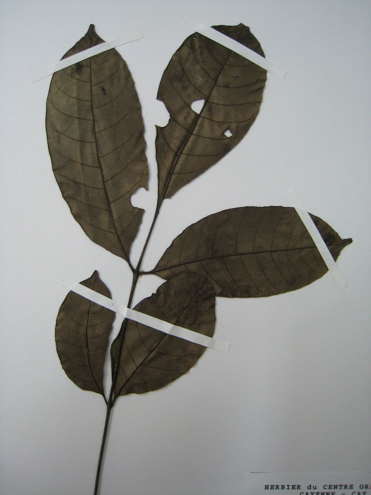 Trichilia micrantha 4