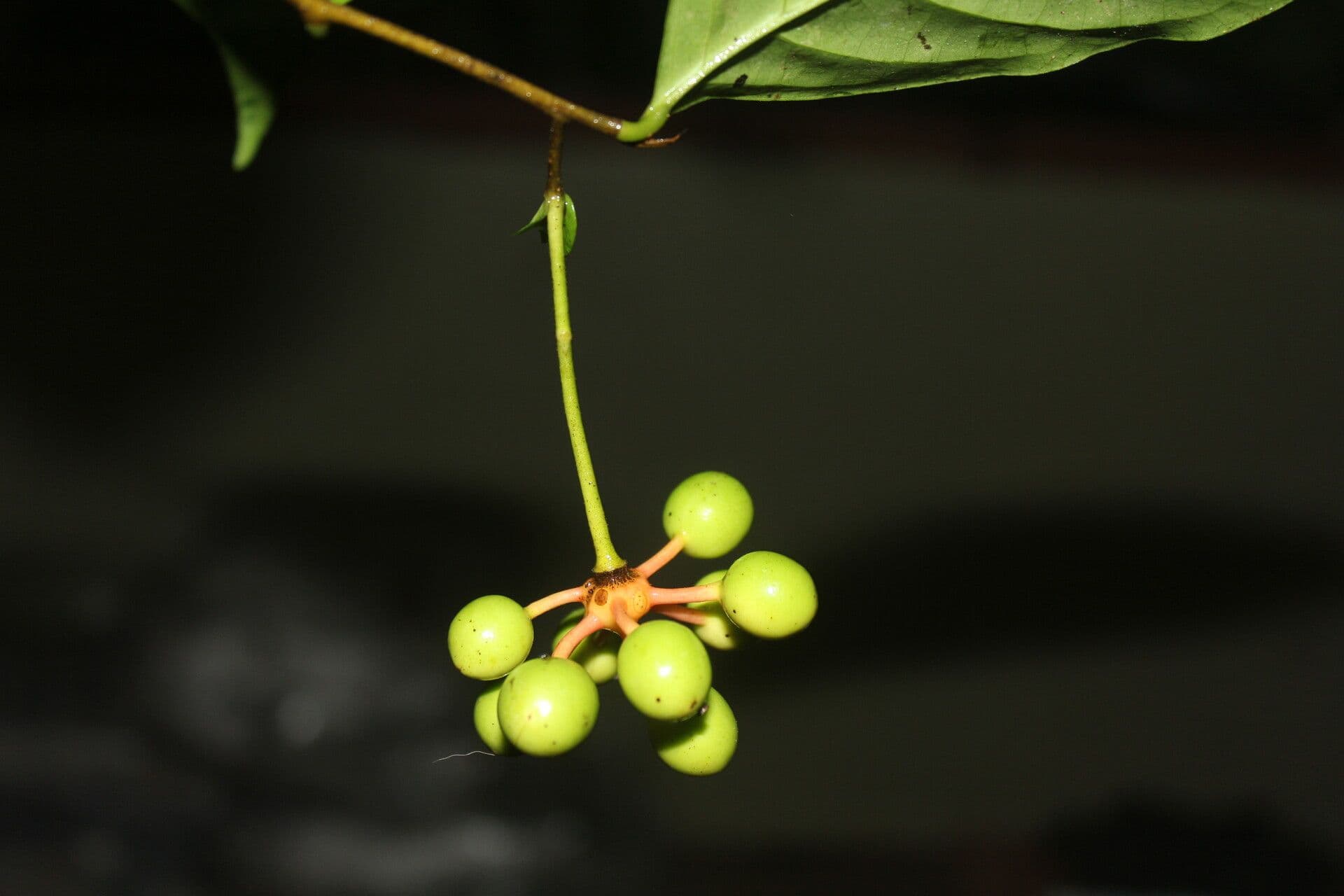 Desmopsis 4