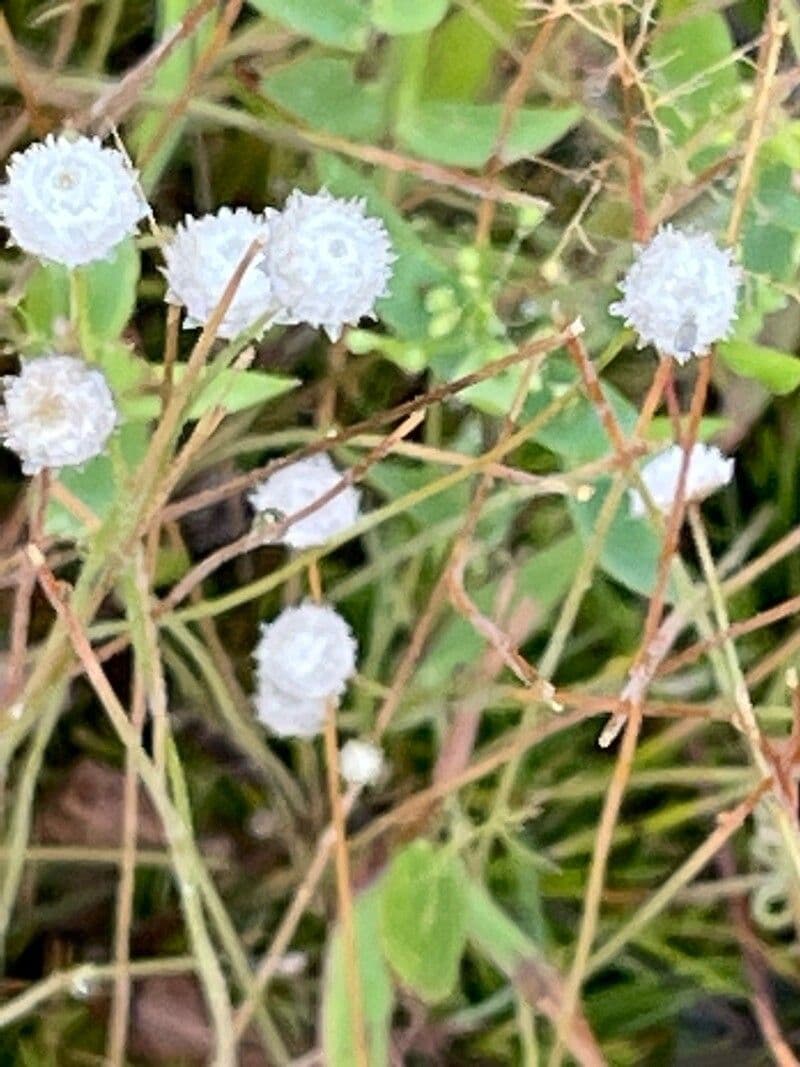 Eriocaulon acquatico 2