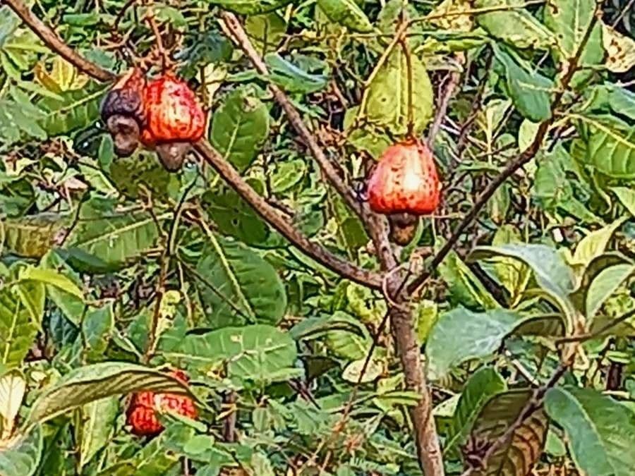 Anacardio