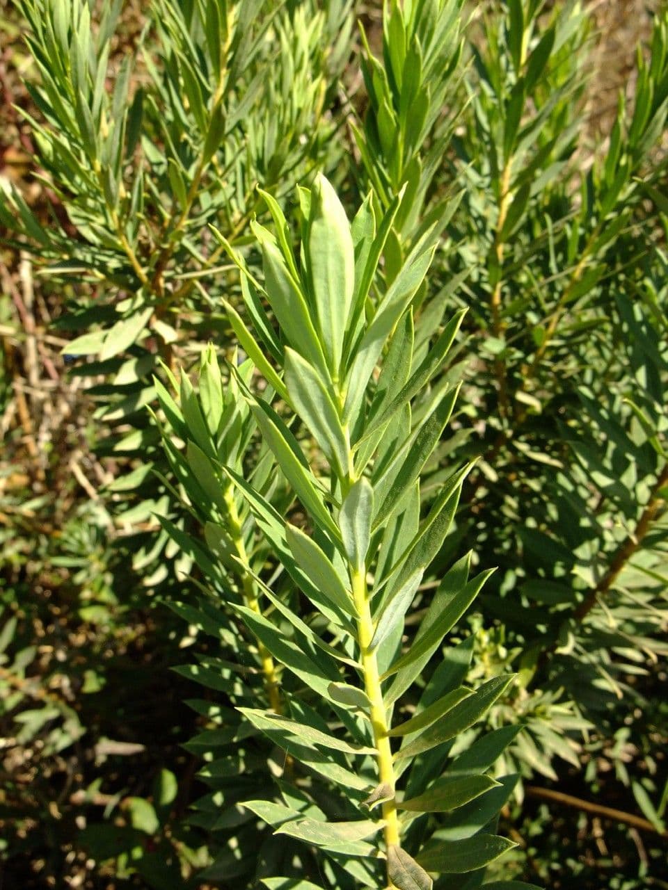 Torvisco 26