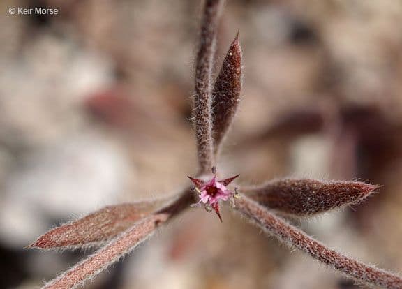 Chorizanthe