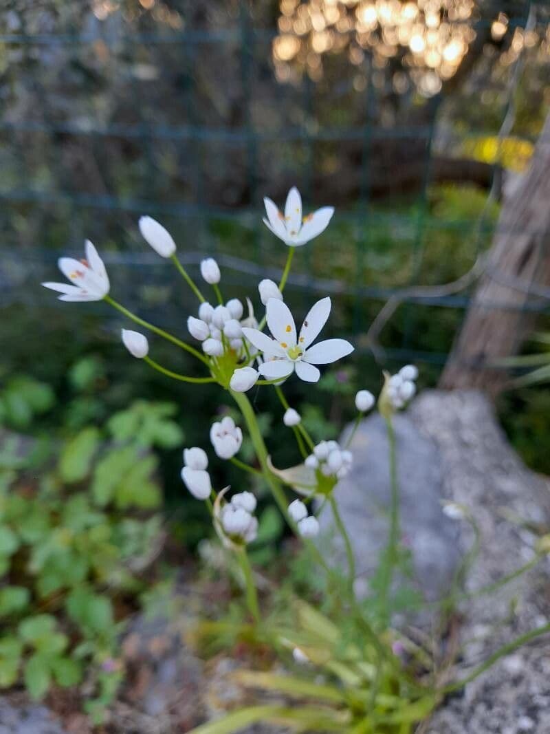 Aglio Napoletano 26