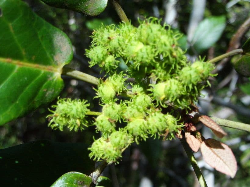 Macaranga 3