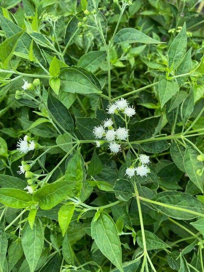 Ageratina aromatica 14