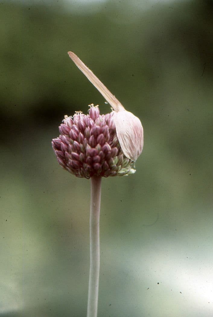 Aglio roseo 4