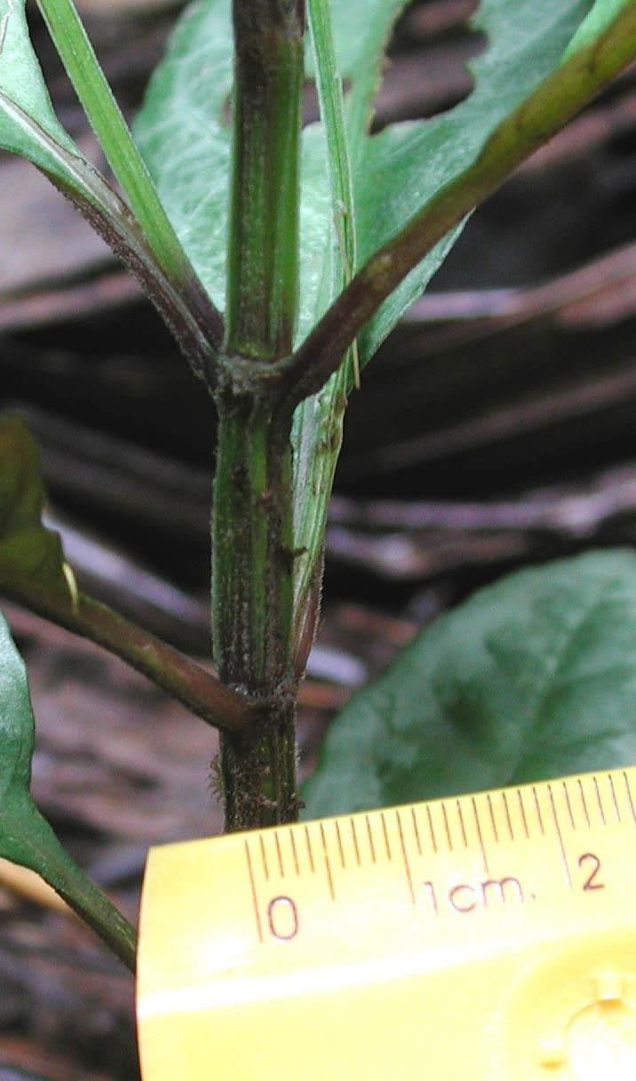 Ruellia 6