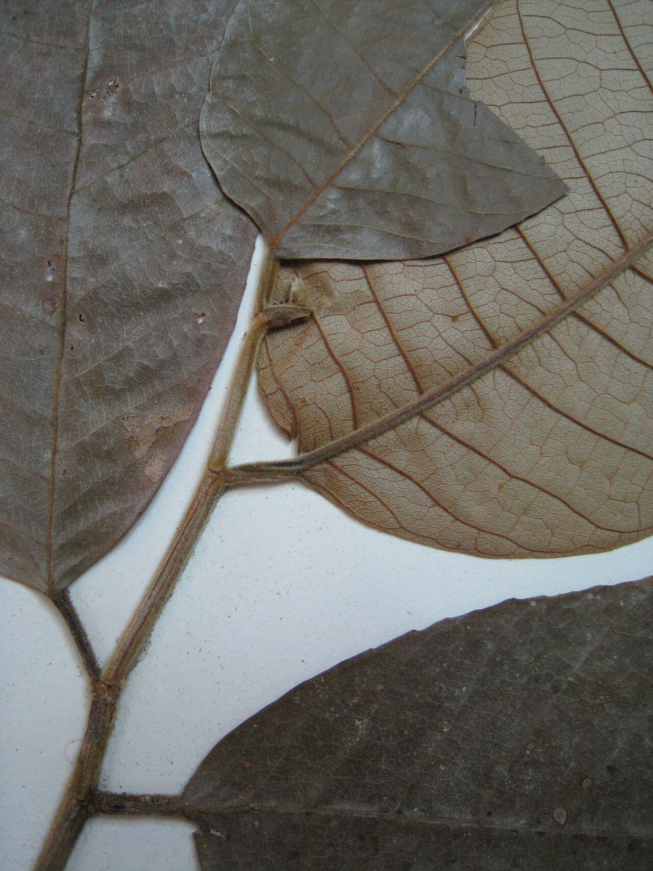 Helicostylis 12