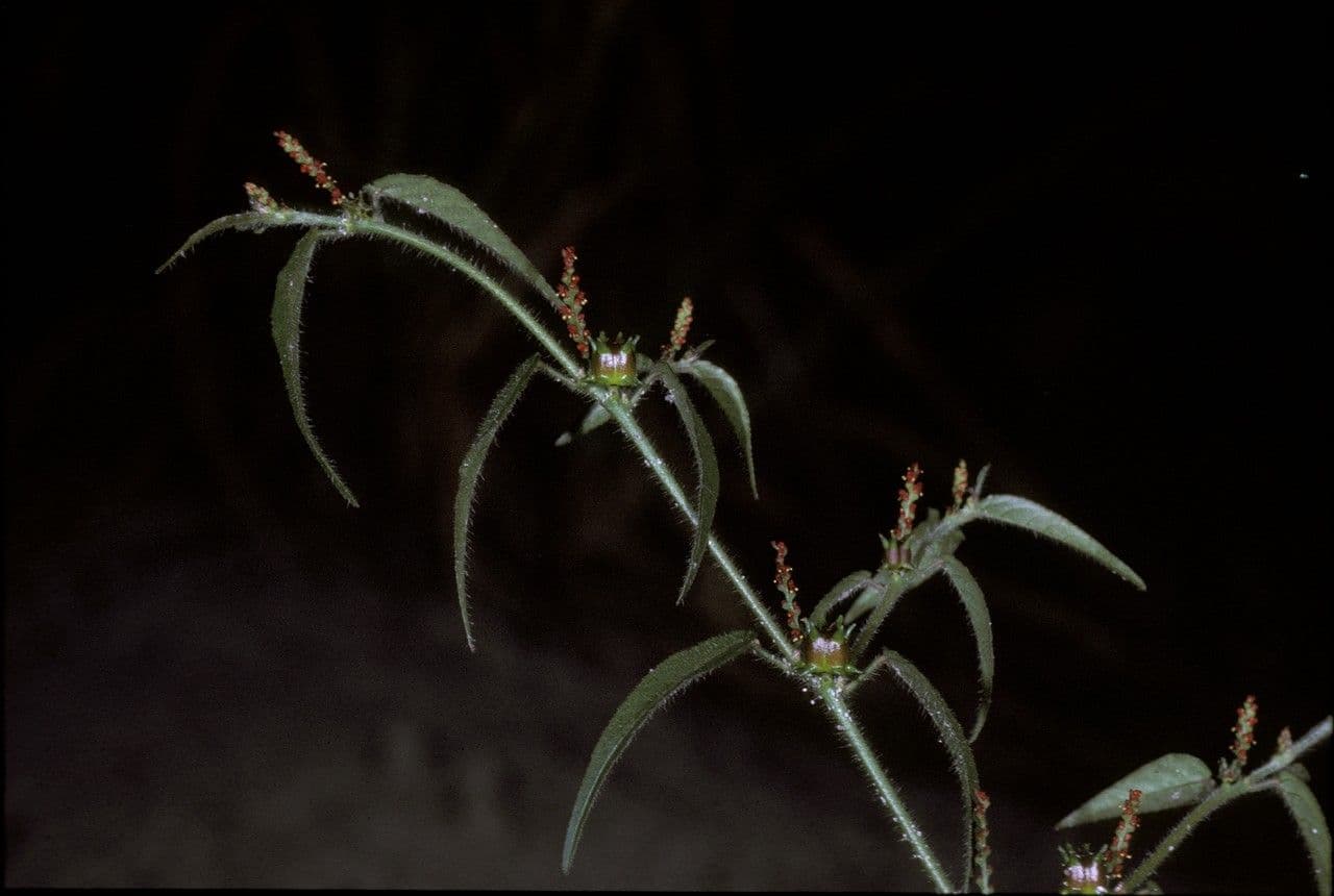 Microstachys corniculata 5