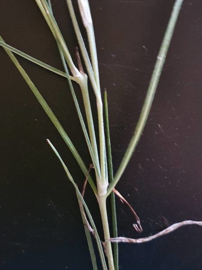 Gomphocarpus 18