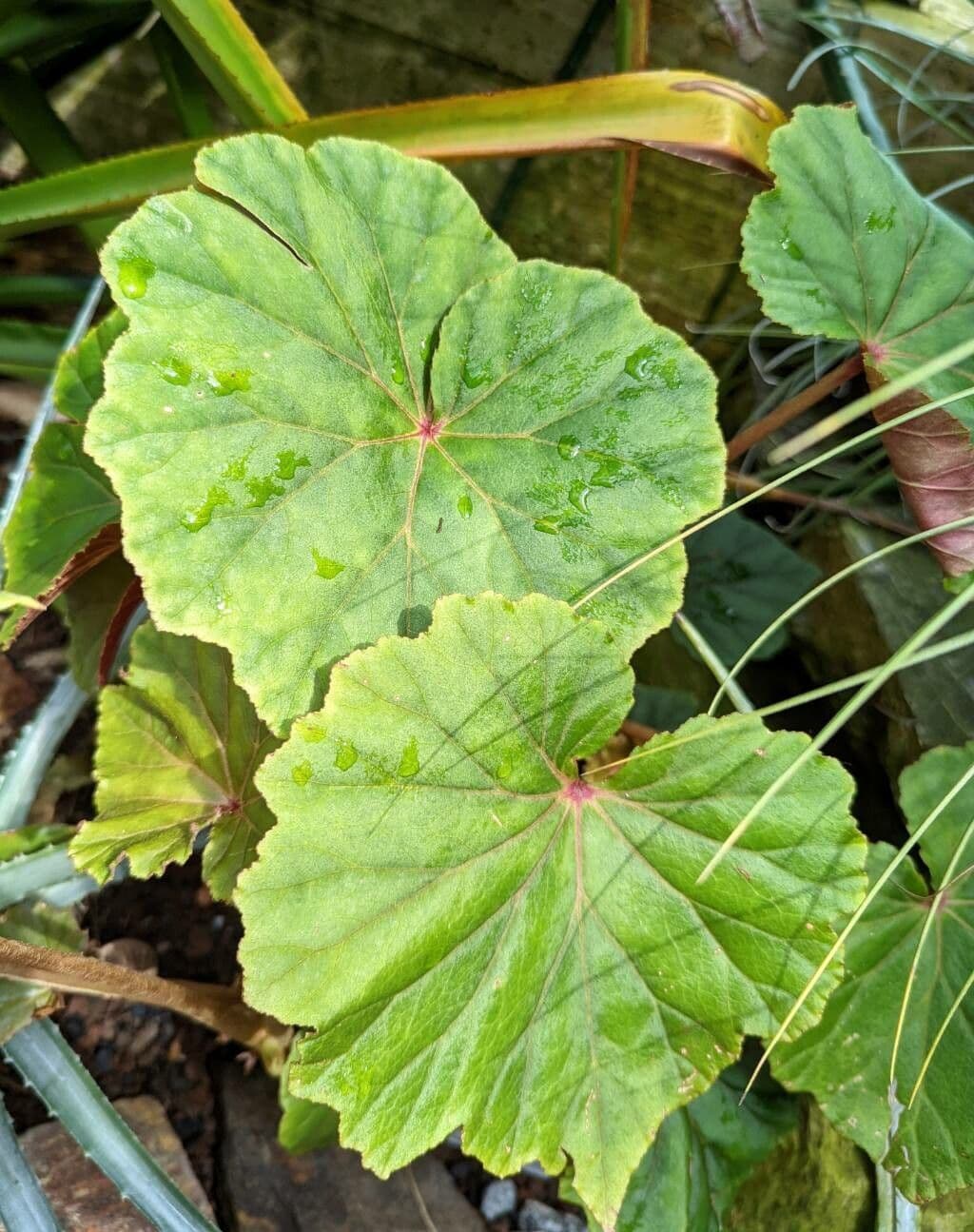 Begonia 3