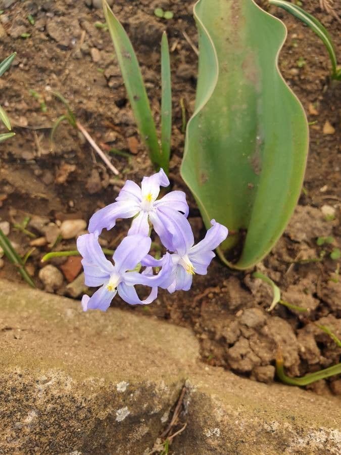 Scilla di Boissier