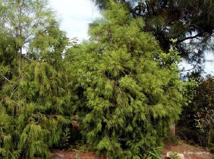 Gymnostoma 3