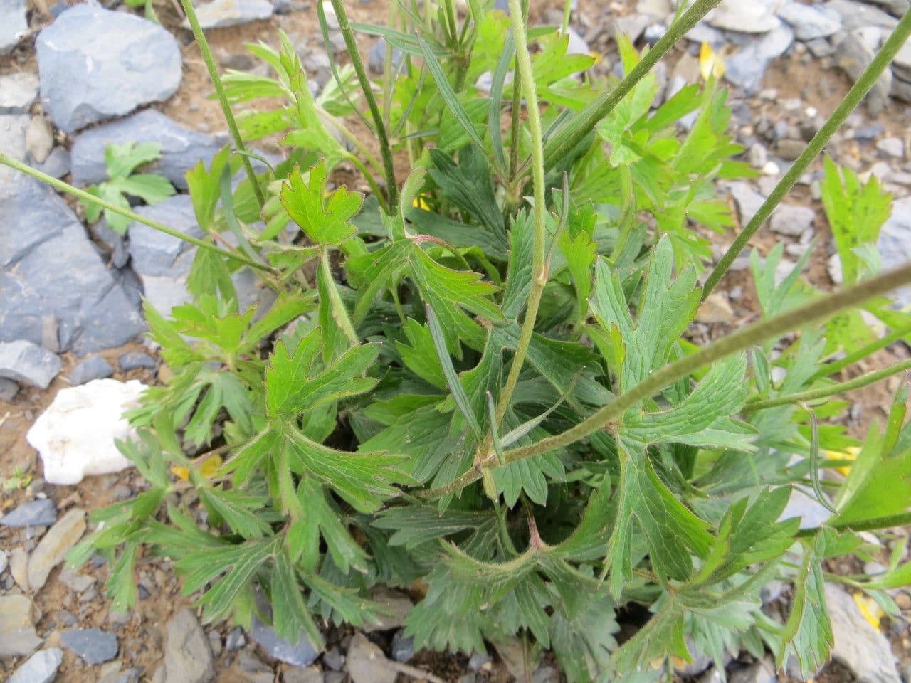 Ranunculus aduncus 16