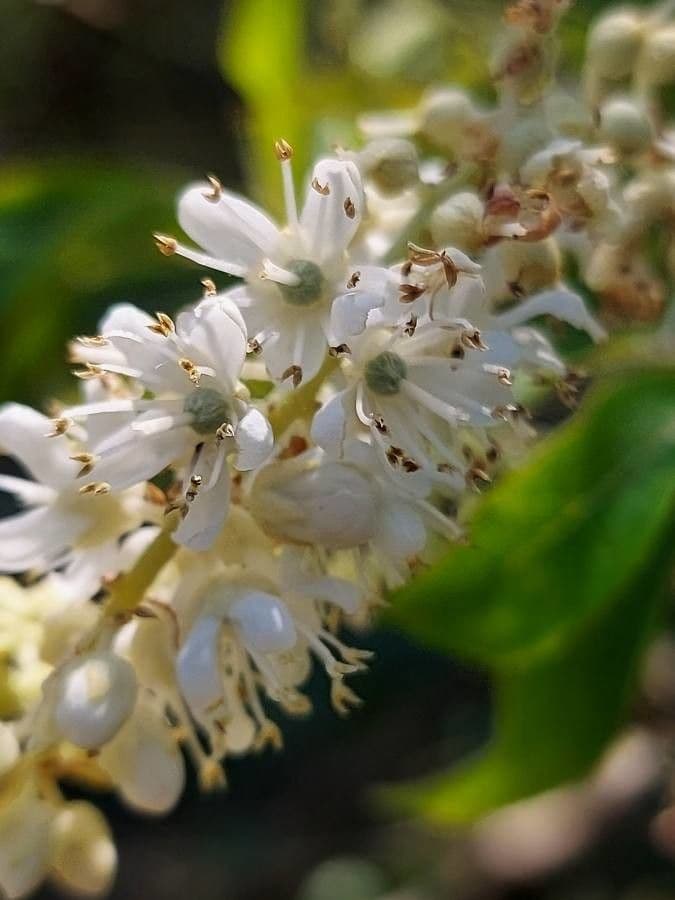 Clethra 9