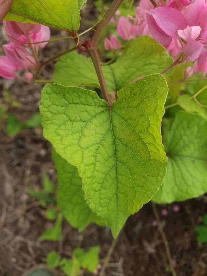 Antigonon leptopus 18
