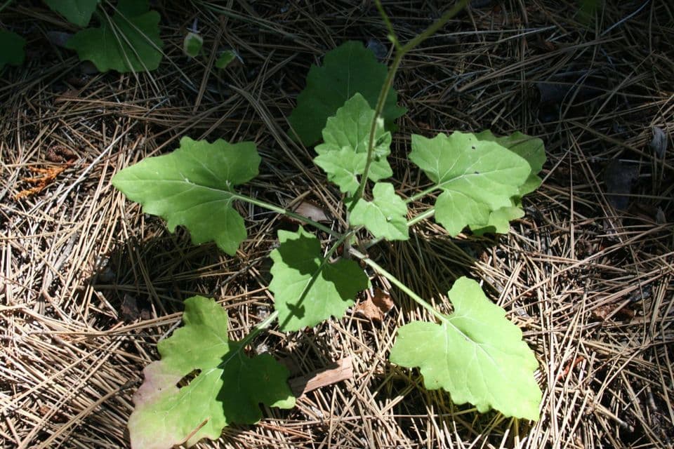 Adenocaulon bicolore 10