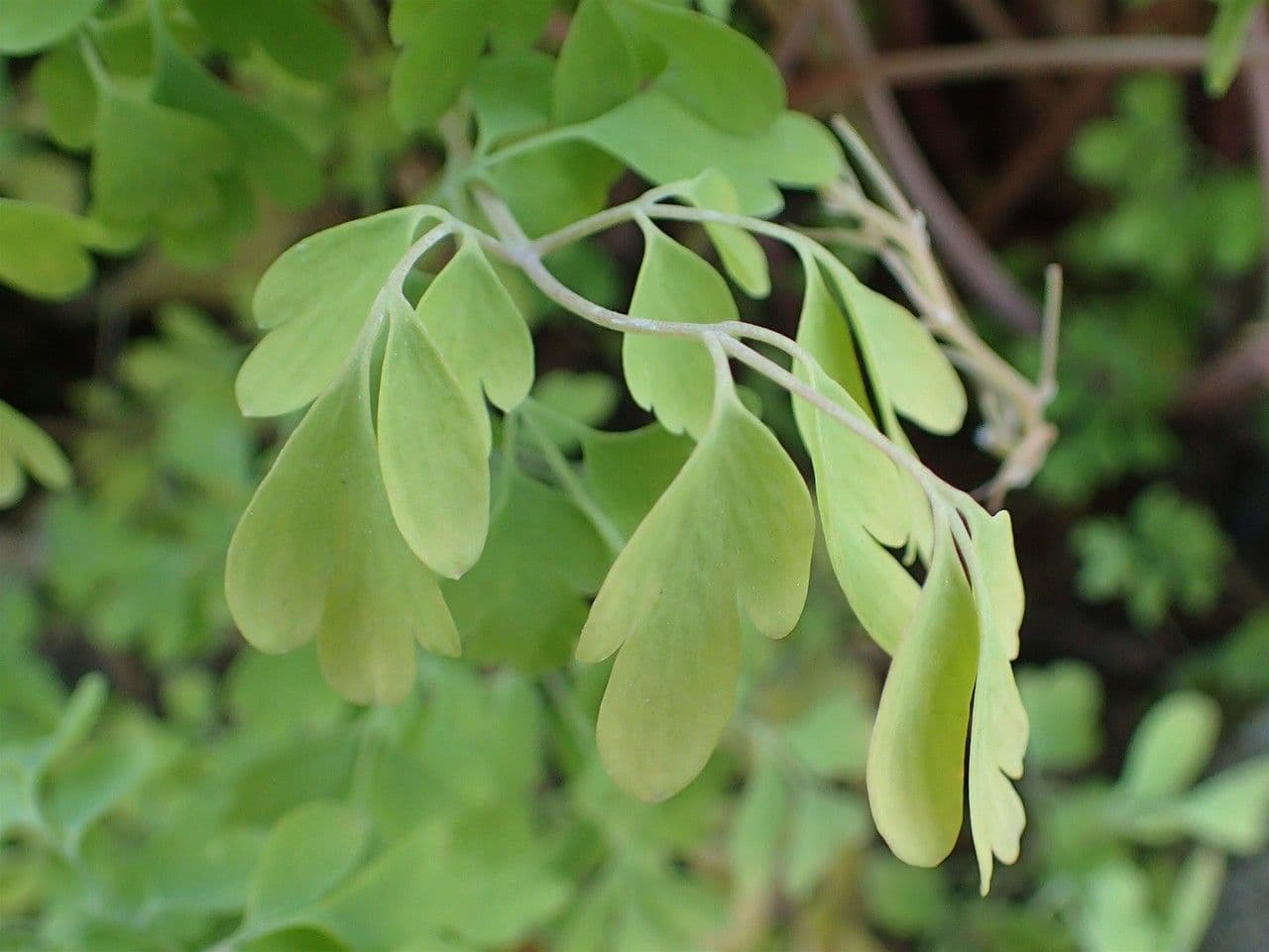 Corydalis blanca 10