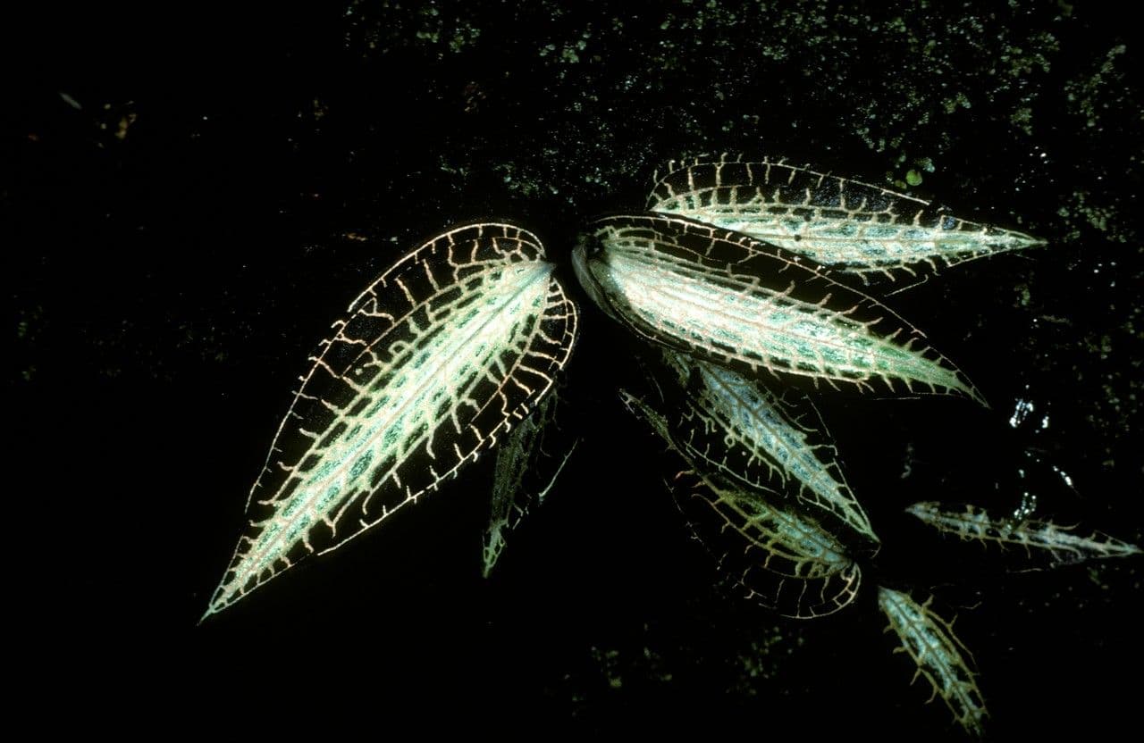 Anoectochilus 5