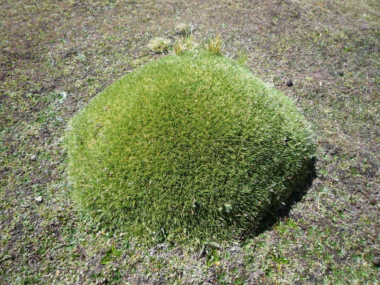 Aciachne 10