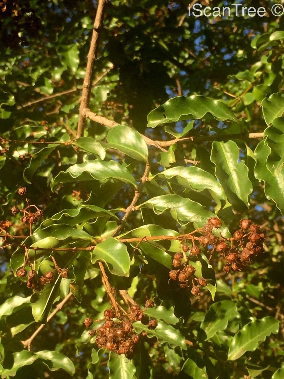 Galpinia 5