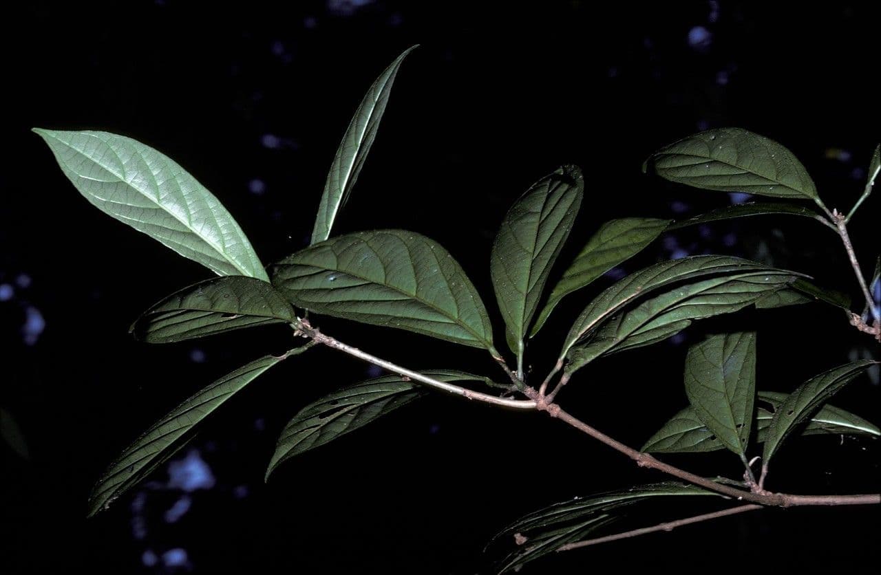 Baccaurea di Courtallum 4