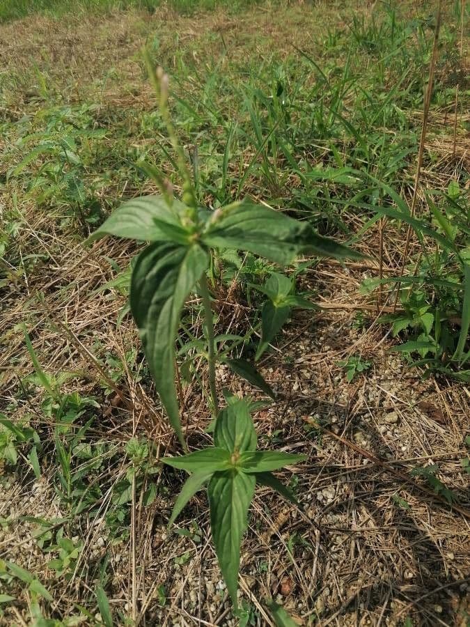 Spigelia 18