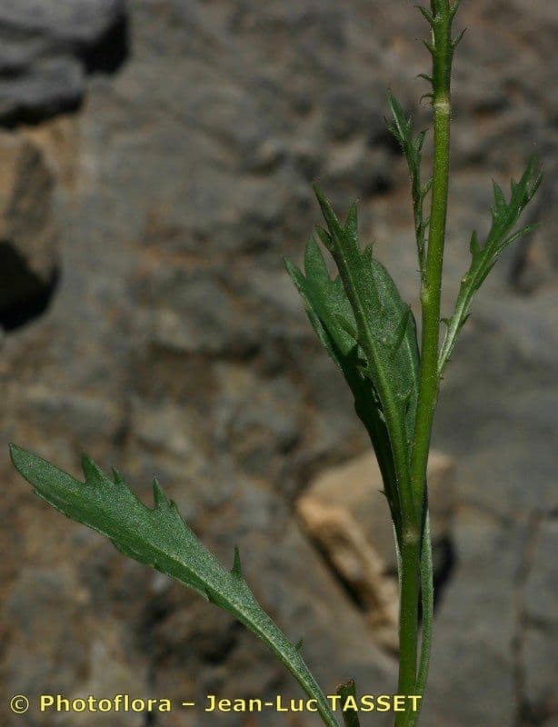 Margherita coronata 11