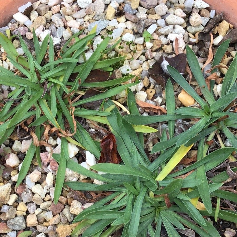 Armeria malacitana 2