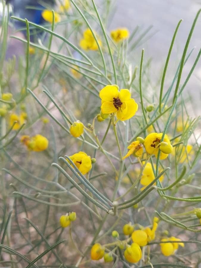 Senna 9