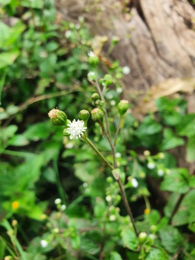Adenostemma 2