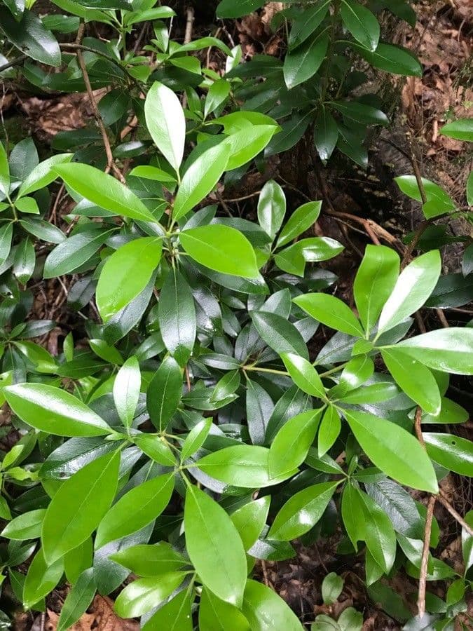 Kalmia szerokolistna 18